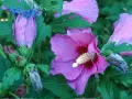 Hibiscus roses en pleine floraison, certaines fanées, prêtes pour quand tailler hibiscus.