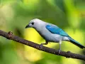 Pájaro azul y gris posado en una rama, listo para su canto de aves.