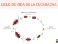 Ciclo de vida de la cucaracha: ooteca con huevos (24-60 días), ninfa (6 semanas-12 meses) y adulto. Así se responde a cuanto tarda en nacer una cucaracha.