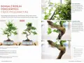 Jak zrobić drzewko bonsai? Przycinanie pędów, usuwanie wilków i formowanie korony to kluczowe etapy pielęgnacji.