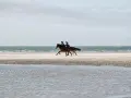 Dwie osoby na koniach galopują po piaszczystej plaży, wiatr rozwiewa grzywy. Niezwykła jazda konna po plaży.