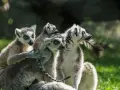 Rodzina lemurów wesoło bawi się w lemur park rumia.