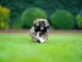 Shih tzu szczeniak: Wychowanie, pielęgnacja i zdrowie. Kompletny poradnik