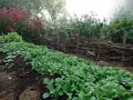 Rader av späda plantor för vintersallad odla i en dimmig trädgård. Bakom syns en flätad trädstam och rosa blommor.