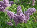 Zarte lila Blütenrispen des Flieders, ideal, um den Duft im Garten zu vermehren.