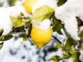 Citronnier sous la neige, un contraste saisissant entre le soleil et la température glaciale. Les citrons jaunes brillent malgré le froid.