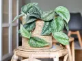 Scindapsus pictus 'Exotica' w plecionym koszu, z charakterystycznymi, srebrzystymi plamami na liściach. Różne odmiany scindapsusa zachwycają wzorami.