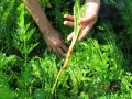 Mani che raccolgono una carota fresca dal campo, un momento perfetto quando si raccolgono le carote.