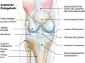 Anatomie des Kniegelenks mit Beschriftungen. Mögliche Ursache für seitliche Knieschmerzen: das äußere Seitenband.