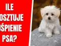 Ile kosztuje uśpienie psa u weterynarza? Ceny i ważne informacje