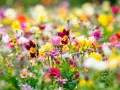 Un campo vibrante de flores silvestres en mayo, mes de las flores, estalla en colores: rosas, amarillos, blancos y morados.
