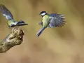 Un carbonero común despega de una rama, sus alas extendidas capturan el aire. Otro carbonero común vuela en el fondo.