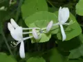 Vita kaprifolblommor med rosa knoppar. Denna kaprifol invasiv art sprider sig snabbt i naturen.