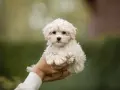 Maltipoo włosy czy sierść – poznaj prawdę o ich pielęgnacji