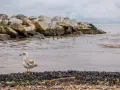 Mewa na brzegu, w tle kamienny falochron i kaczki pływające w wodzie. Widok na mierzeję Wiślaną.