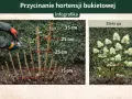 Przycinanie hortensji na pniu. Pokazano, jak przyciąć pędy do 15-35 cm nad ziemią, by uzyskać bujne kwitnienie.