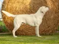 Biały labrador stoi przed belą siana. Dorosły labrador waży zazwyczaj od 25 do 36 kg.