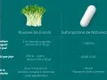 Pousses de brocoli et capsule de sulforaphane. Découvrez les graines germées brocoli bienfaits, coût et praticité comparés.