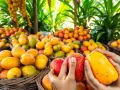 Kiedy jest sezon na mango? Sprawdź, kiedy najlepiej je kupić