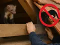 Jak pozbyć się kuny z dachu - skuteczne metody i porady na problem