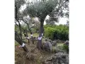Ulivi con fasce bianche sui tronchi, forse per proteggerli da parassiti o come parte di oziorrinco rimedi naturali.