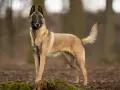 Un magnifique chien malinois, au pelage fauve et au masque noir, se tient fièrement dans une forêt automnale.