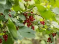 Reife Johannisbeeren hängen an Zweigen. Diese kleinen roten Früchte sind nicht nur lecker, sondern auch sehr gesund.