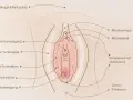 Anatomische Darstellung der weiblichen Genitalien, mit Beschriftungen wie Klitoris, Schamlippen und Scheide. Wichtig für das Verständnis der Entwicklung von kleinkind kinder scheiden.