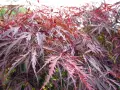 Feuilles déchiquetées d'un érable du Japon, aux teintes pourpres et rosées, évoquant une possible maladie.