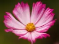 Una delicada flor de octubre, con pétalos rosados y blancos que se abren hacia un centro amarillo vibrante.