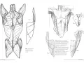 Anatomia mięśni: jak narysować nogi i plecy. Rysunki przedstawiają mięśnie grzbietu, łopatki i ramion.