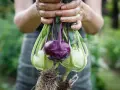 Hände halten frisch geernteten Kohlrabi mit Wurzeln. Ein lila Kohlrabi sticht hervor, umgeben von hellgrünen Exemplaren.