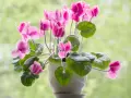 Un macizo de flores rosadas de ciclamen, un ejemplo de hermosos tipos de flores, florece en una maceta blanca contra un fondo verde desenfocado.
