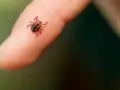 Mały, ciemny pajęczak, zdrapany kleszcz, siedzi na opuszce palca.