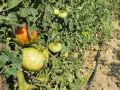 Tomates verdes y uno anaranjado en una planta. Una araña roja se esconde entre las hojas, esperando su próxima comida.