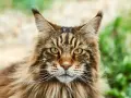 Majestatyczny kot rasy Maine Coon o zielonych oczach i bujnej sierści, z charakterystycznymi pędzelkami na uszach, spogląda prosto w obiektyw.