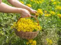 Hände pflücken gelbe Blüten für einen Korb. Diese Pflanzen, wie Rainfarn, sind bekannt dafür, welche Pflanzen vertreiben Zecken.