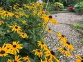 Kwitnące, żółte kwiaty rudbekii tworzą barwny dywan obok kamienistej ścieżki w ogrodzie.