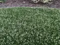 Grüner Rasen mit vielen kleinen weißen Blüten. Poa supina nachteile: diese Blüten können das Rasenbild stören.