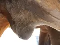 Gros plan sur le ventre d'un cheval, montrant un œdème abdominal. La peau est tendue et gonflée, signe d'une accumulation de liquide.
