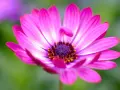 Una margarita rosa vibrante, símbolo del significado de las margaritas: inocencia y pureza.