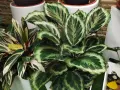 Calathea con hojas verdes y blancas, ideal para interiores. Sus cuidados son sencillos si se le da luz indirecta y humedad.
