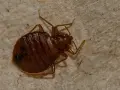 Un primer plano muestra cómo aparecen las chinches, con su cuerpo marrón y segmentado y sus patas delgadas sobre una superficie texturizada.