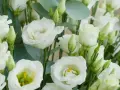 Un ramo de lisianthus blancos, símbolo de gratitud y aprecio. Sus pétalos delicados y capullos verdes evocan pureza y esperanza.