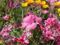 Eine bunte Blumenwiese mit leuchtend pinken und gelben Blüten, die an ein gelungenes Projekt zum Blumenwiese anlegen erinnert.