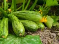 Un grappolo di zucchine verdi striate, mature e pronte per essere raccolte, crescono rigogliose sulla loro pianta.