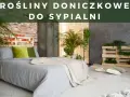 Czy skrzydłokwiat może stać w sypialni? Odkryj jego zalety i zagrożenia