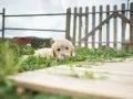 Ile kosztuje mały golden retriever? Sprawdź ceny i czynniki wpływające na koszt