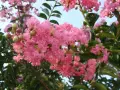 Kwitnąca lagerstroemia w Polsce, z pąkami i zielonymi liśćmi na tle błękitnego nieba.