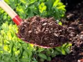 Schaufel voller Rindenmulch, bereit für neue Garten Ideen. Perfekt für Beete und Wege.